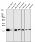 Anti-COX IV Rabbit Monoclonal Antibody