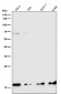 Anti-COX IV Rabbit Monoclonal Antibody