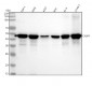 Anti-Caspase-1 + p10 + p12 Rabbit Monoclonal Antibody