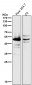 Anti-Caspase-1 + p10 + p12 Rabbit Monoclonal Antibody