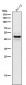 Anti-Caspase-1 + p10 + p12 Rabbit Monoclonal Antibody