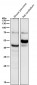 Anti-Caspase-1 + p10 + p12 Rabbit Monoclonal Antibody