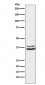 Anti-PIM2 Rabbit Monoclonal Antibody