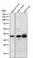 Anti-PIM2 Rabbit Monoclonal Antibody