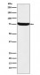 Anti-HTF9C Rabbit Monoclonal Antibody