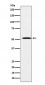 Anti-FADS1 Rabbit Monoclonal Antibody