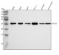 Anti-UCHL3 Rabbit Monoclonal Antibody