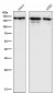 Anti-Collagen III Rabbit Monoclonal Antibody