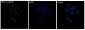 Anti-TDP43 Rabbit Monoclonal Antibody