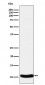 Anti-CCL27 Rabbit Monoclonal Antibody