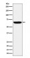 Anti-GBP1 Rabbit Monoclonal Antibody