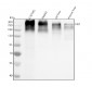 Anti-Fibronectin Rabbit Monoclonal Antibody