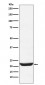 Anti-NCS1 Rabbit Monoclonal Antibody