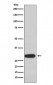 Anti-Olig3 Rabbit Monoclonal Antibody