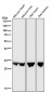 Anti-UPP1 Rabbit Monoclonal Antibody