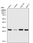 Anti-UPP1 Rabbit Monoclonal Antibody