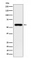 Anti-SUOX Rabbit Monoclonal Antibody