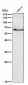 Anti-SUOX Rabbit Monoclonal Antibody