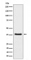 Anti-HDGF Rabbit Monoclonal Antibody