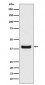 Anti-Erlin-2 Rabbit Monoclonal Antibody