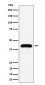 Anti-MVD Rabbit Monoclonal Antibody