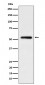 Anti-Human IgG1 Rabbit Monoclonal Antibody