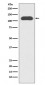 Anti-CD133 Rabbit Monoclonal Antibody