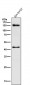 Anti-CD133 Rabbit Monoclonal Antibody