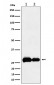 Anti-PHD3 Rabbit Monoclonal Antibody