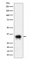 Anti-CD24 Rabbit Monoclonal Antibody