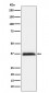 Anti-RGMA Rabbit Monoclonal Antibody