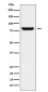 Anti-GLU2B Rabbit Monoclonal Antibody