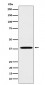 Anti-LTB4R Rabbit Monoclonal Antibody