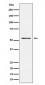 Anti-Prostein Rabbit Monoclonal Antibody