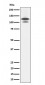 Anti-RASA1 Rabbit Monoclonal Antibody