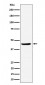 Anti-NDRG3 Rabbit Monoclonal Antibody