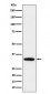 Anti-PPP6C Rabbit Monoclonal Antibody