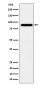 Anti-HOOK2 Rabbit Monoclonal Antibody