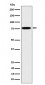 Anti-DPP3 Rabbit Monoclonal Antibody