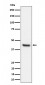 Anti-IL11RA Rabbit Monoclonal Antibody