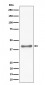 Anti-TTF1 Rabbit Monoclonal Antibody