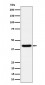 Anti-Spermine synthase Rabbit Monoclonal Antibody