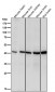 Anti-Spermine synthase Rabbit Monoclonal Antibody