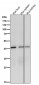 Anti-Spermine synthase Rabbit Monoclonal Antibody