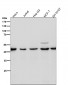 Anti-Spermine synthase Rabbit Monoclonal Antibody