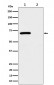 Anti-Phospho-Chk2 (T68) Rabbit Monoclonal Antibody