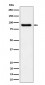 Anti-C1s Rabbit Monoclonal Antibody