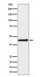 Anti-DPF2 Rabbit Monoclonal Antibody