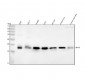 Anti-ERp19 Rabbit Monoclonal Antibody