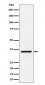 Anti-Kallikrein 8 Rabbit Monoclonal Antibody